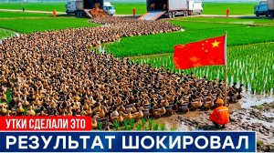 Китай выпустил ТЫСЯЧИ УТОК на рисовые поля, обработанные химикатами — результаты потрясли мир.