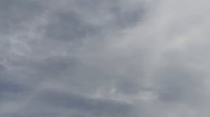 18.06.26 г. Андижанская порода голубей (2)