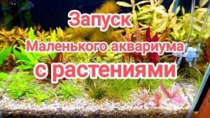 Запуск маленького аквариума с растениями. Самодельная система co2 на браге в аквариум