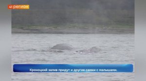 ПЕРВУЮ ЗА СЕЗОН САМКУ СЕРОГО КИТА С ДЕТЁНЫШЕМ ЗАРЕГИСТРИРОВАЛИ В КРОНОЦКОМ ЗАЛИВЕ • НОВОСТИ КАМЧАТКИ