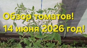 Дача !!! Обзор томатов на середину июня !!! Клубника плодоносит !!!