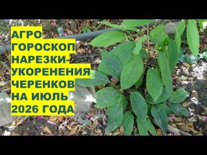Укоренение черенков в июле 2026: дни успеха по знакам зодиака