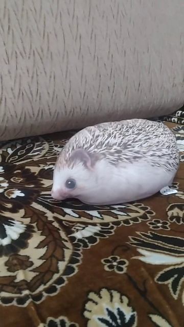 хах смотреть онлайн