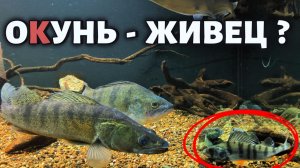 ОКУНЬ - ЖИВЕЦ ?