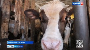 Супруги из Новооскольского округа получили 200 тысяч рублей по соцконтракту на развитие хозяйства