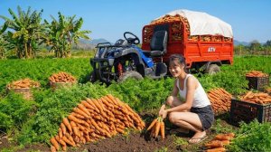 Собрала много моркови и везу на грузовике продавать ее. Работаю на своей ферме. Серия 32