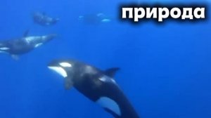 Стая Косаток. Океан