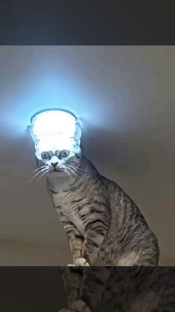 котик лампочка