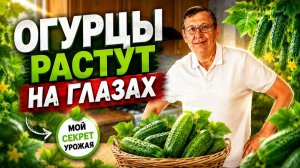 Мощный эликсир для подкормки огурцов из того что есть под рукой.