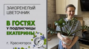 В гостях у Екатерины. Г. Красногорск. Филодендроны, минисадики, роскошный гибискус, алоэ и крассулы.