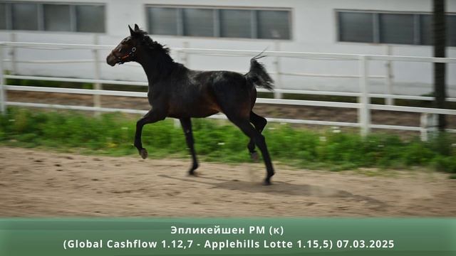 Эпликейшен РМ (к) (Global Cashflow 1.12,7 - Applehills Lotte 1.15,5) 07.03.2025 смотреть онлайн