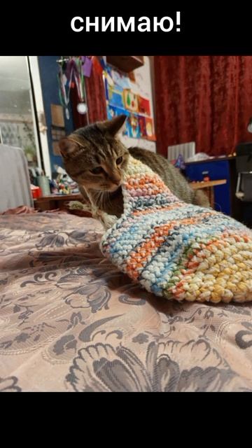 Барсик и шапка