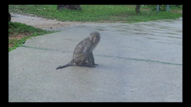 02_11 Следим за обезьянами смотреть онлайн