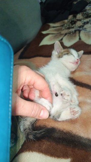 Ставлю котенку пиявочку. Ссылка в описании