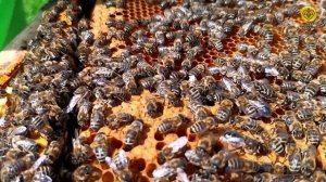 Подготавливаем пчелосемьи к главному медосбору в лесу