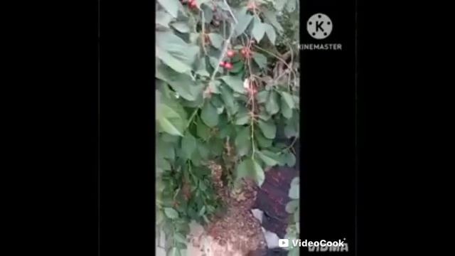 1.15. ВИШНЯ.  Video.Guru_20260618_182720610