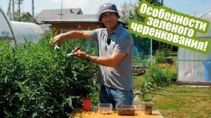 Черенкование летом: как и какие растения можно размножать?