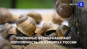 Улиточные фермы набирают популярность в курортных городах России