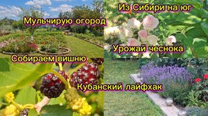 18-06-2026/Краснодарский край/Южные будни/Вишня на варенье/Лайфхак/Мульчирую огород/Комары атакуют//