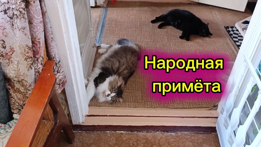 Народная примета про кошек.