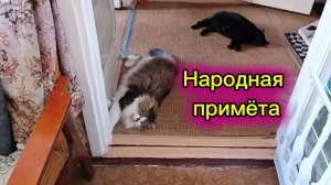 Народная примета про кошек.