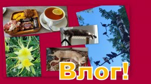 ВЛОГ: ЛЕТНИЕ ДЕНЕЧКИ! ХОДИМ В ГОСТИ, ГУЛЯЕМ, ОТДЫХАЕМ И ОБНОВЛЯЕМСЯ!!!