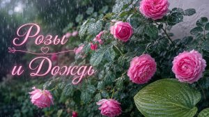 Розы и Дождь.