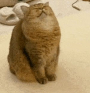 мопс