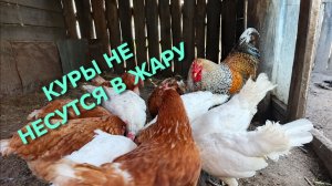Куры не несутся в жару