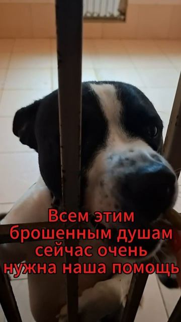 rutube.ru