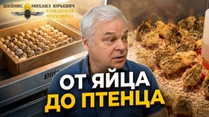 Инкубация перепелов в инкубаторе Блиц