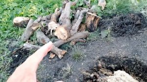 Не смогли выкопать большой корень от клена и выпилили что смогли