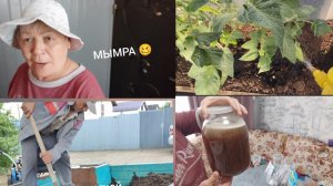 Ставлю КВАС 🍺 // МЫМРА😄//не доехала до горы 🥴/обработала 🍅🫑🍆🌹 //