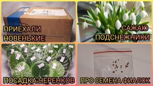Распаковка посылки из «Мира фиалки». Посадка черенков. Сажаю подснежники. Про семена фиалок.