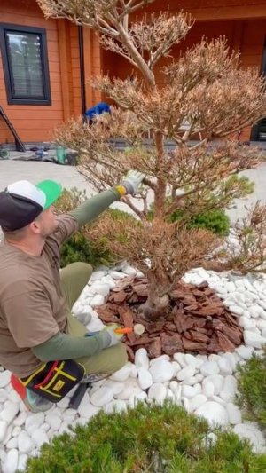Спасаем ниваки стволовыми инъекциями #mauget #ландшафтныйдизайн
