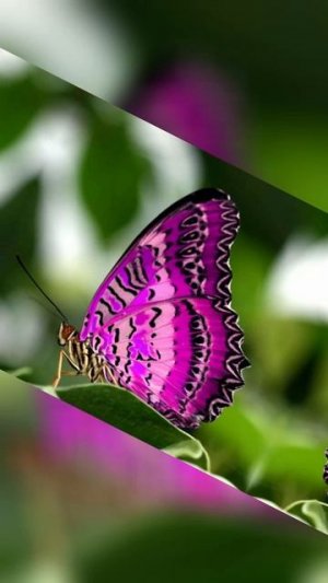 Факты о животных