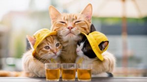 Котики - сборник [1,5 часа]