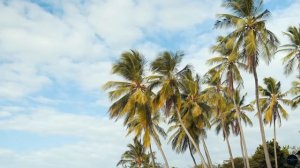 Desert Island Solitude 🏝️ - White Sands & Minimalist Rhythms
