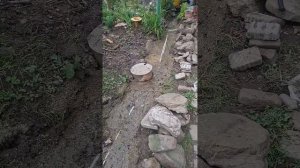 сделала ручей у себя в саду из того что было.
моя лаванда цветет
Краснодарский край  Апшеронский ра