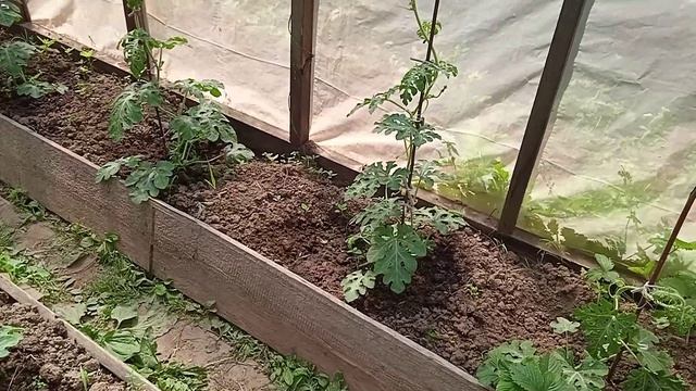 Как растут арбузы в теплице на середину июня: обзор