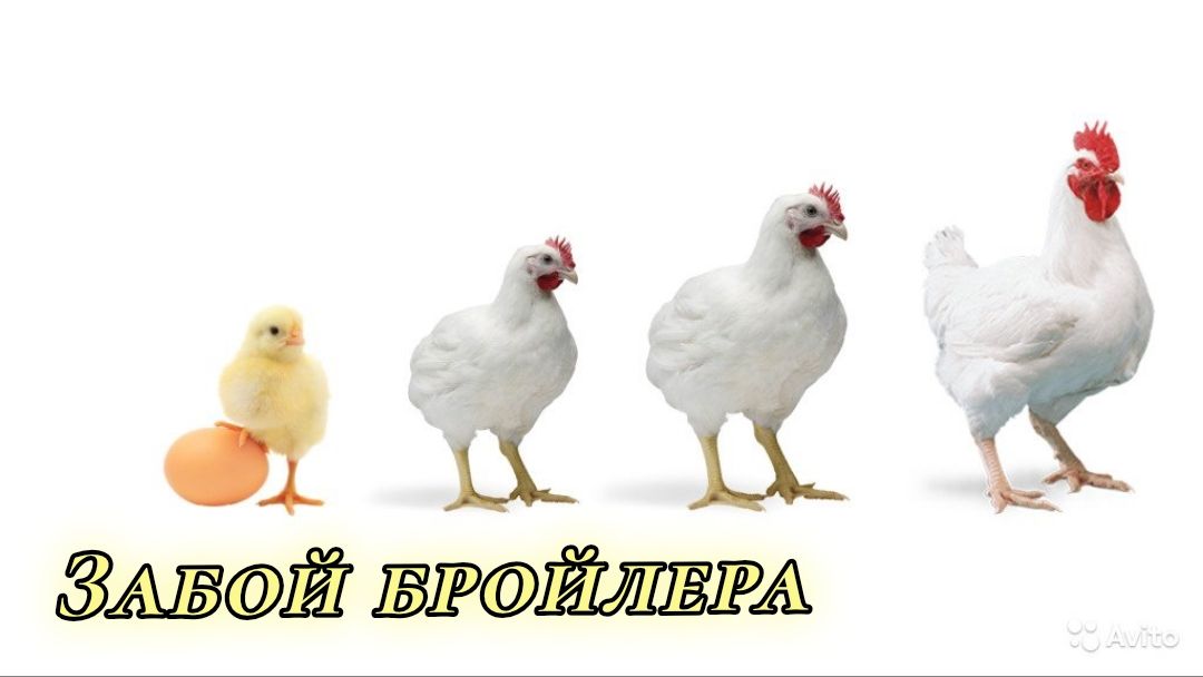 Бройлеры как правильно смолить.