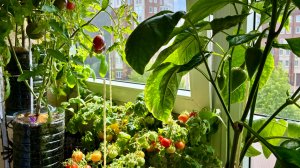Как я ухаживаю за огородом в квартире🍅🥒🌶️