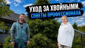 Как ухаживать за хвойными: стрижка, полив и подкормка туй и елей