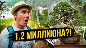 Дерево за 1.2М рублей?! Бонсай в магазине [ВЛОГ Июнь 2026]
