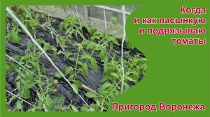 Когда и как пасынкую и подвязываю томаты