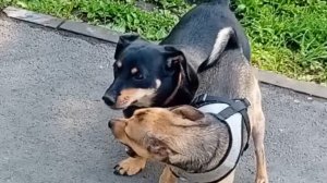 Утренние гулянки. Встреча с другом.