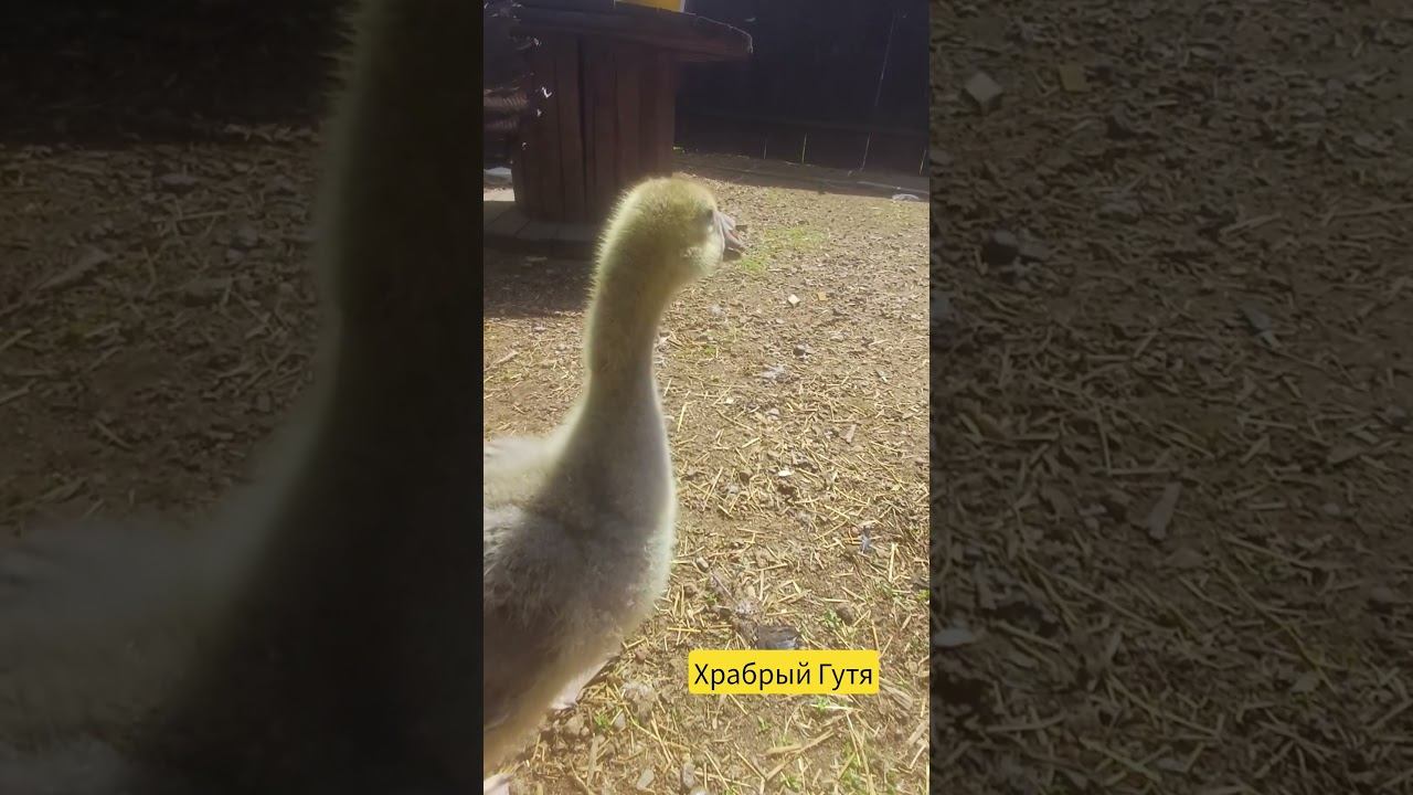 храбрый Гутя на прогулке #подворье #гусь #гусьобнимусь #goose #chicken #индюк #индейка #птицы #гусик