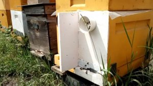 Новый опыт содержания пчел в двух маточной системе.