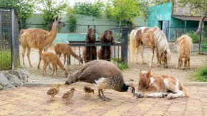 ПОТЕРЯЛИ одних малышей, но НАШЛИ других! Новенькие детеныши в Тайгане! Беби Бум продолжается летом!