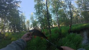Решил проверить ручей а там окуней полно.